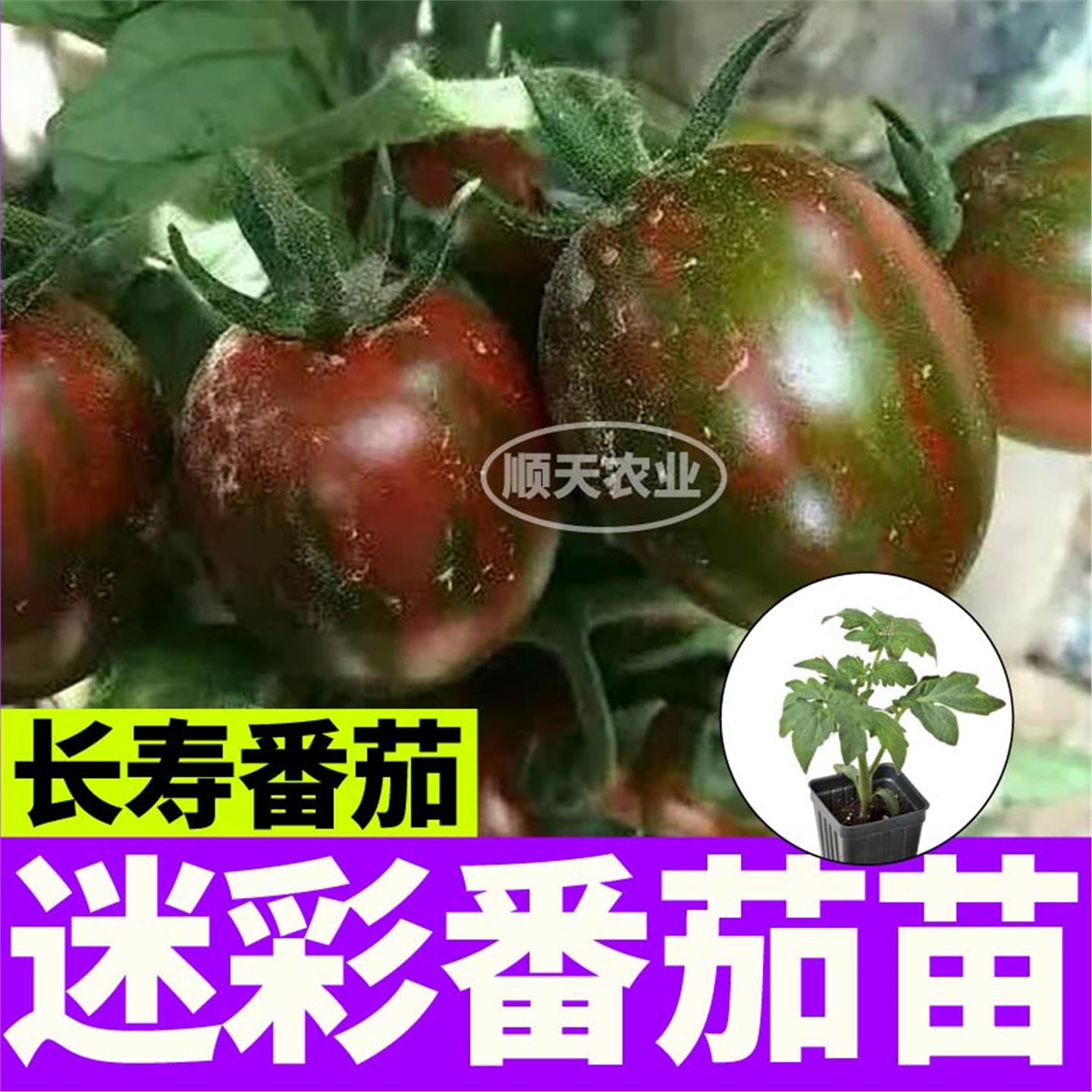 超甜迷彩番茄秧苗小樱桃圣