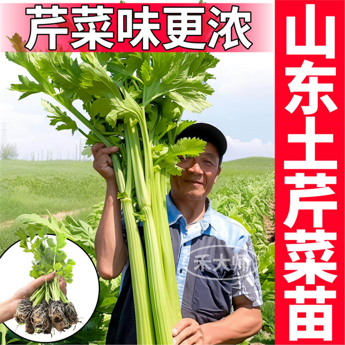 山东土芹菜苗秧带球高产小