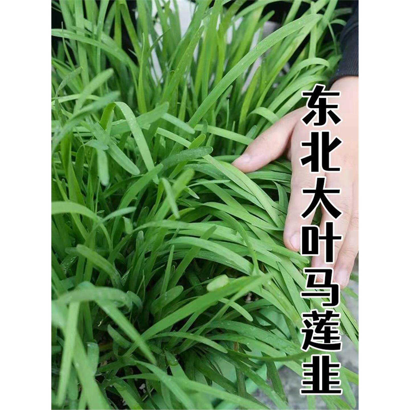 东北大马莲韭菜根种子蔬春
