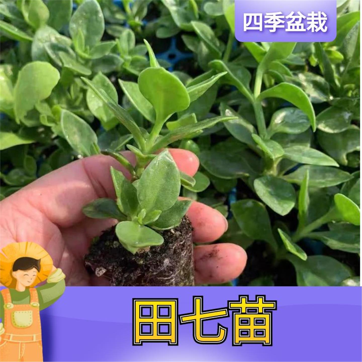 田七种苗秧食用穿心莲保健