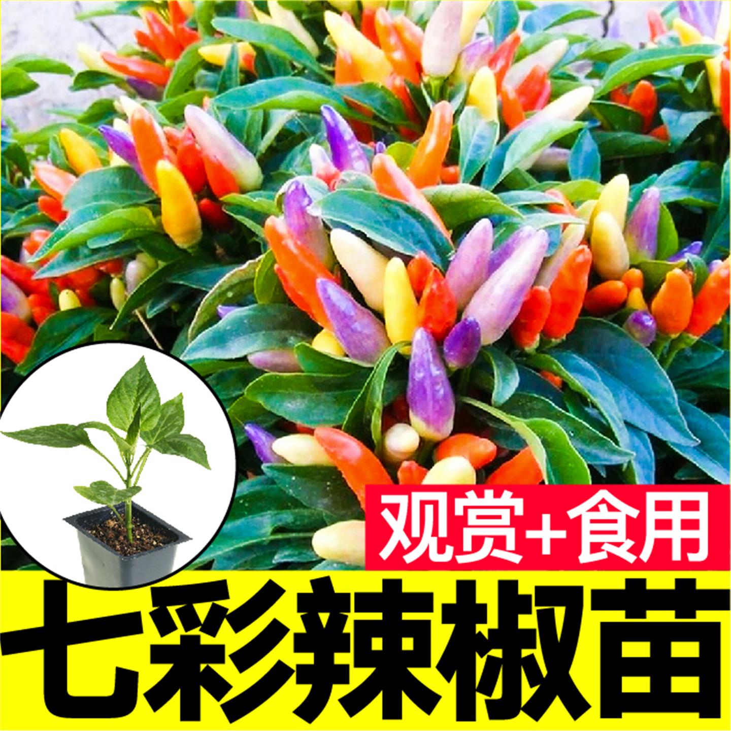 七彩辣椒苗秧四季春秋观赏