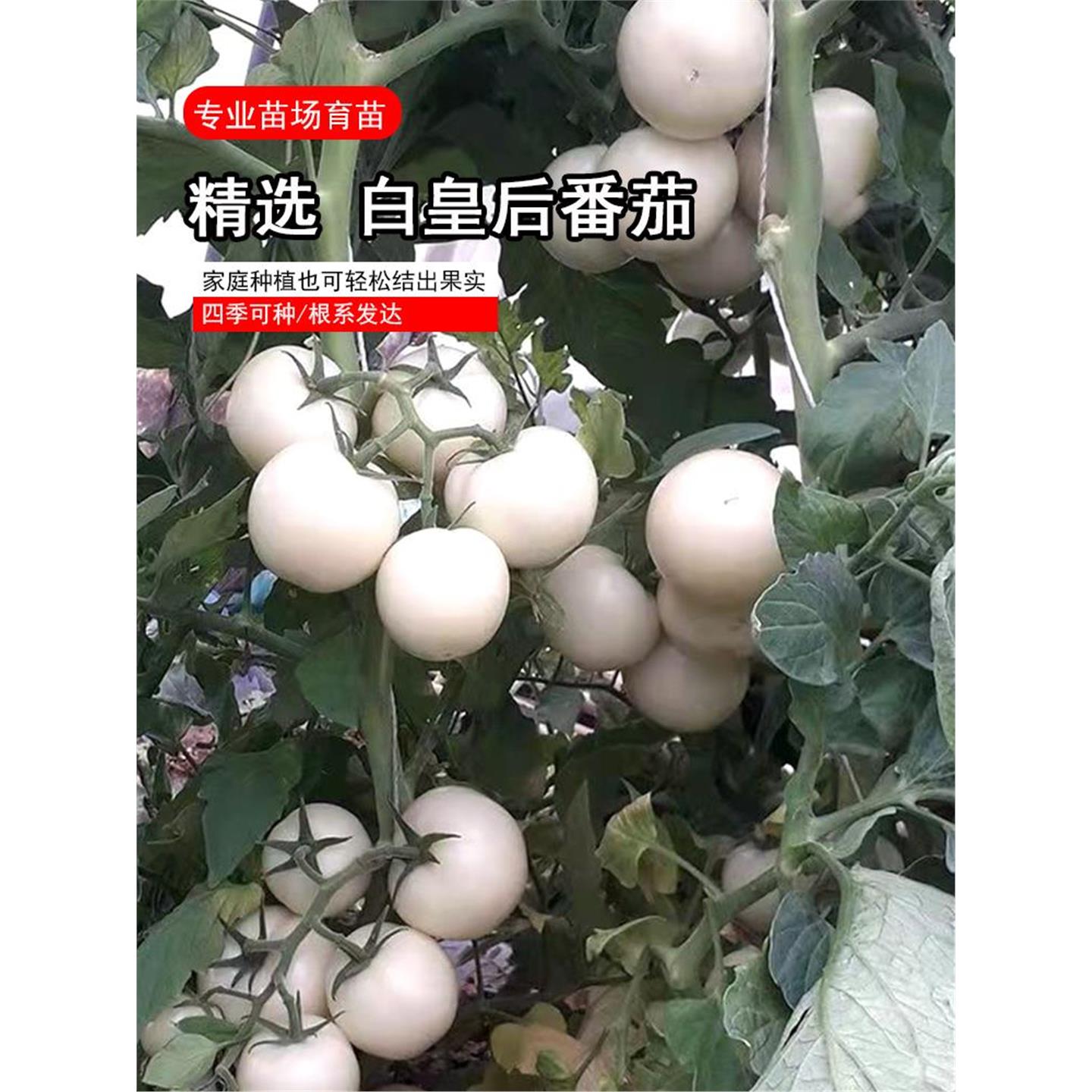 大白皇后番茄苗子千禧小黄