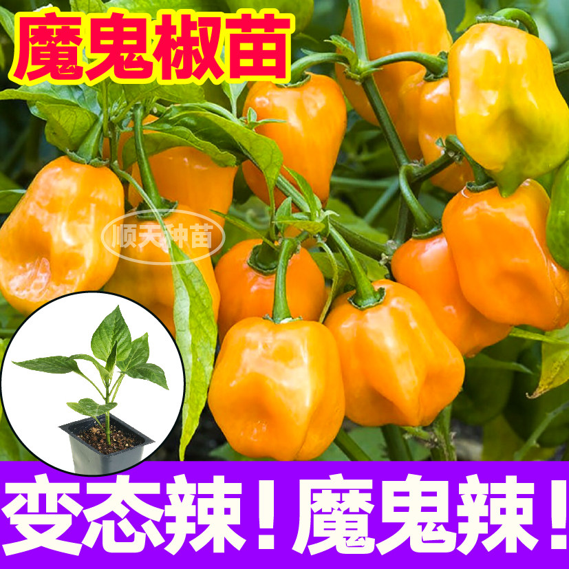 巨辣特红黄魔鬼椒苗秧四季