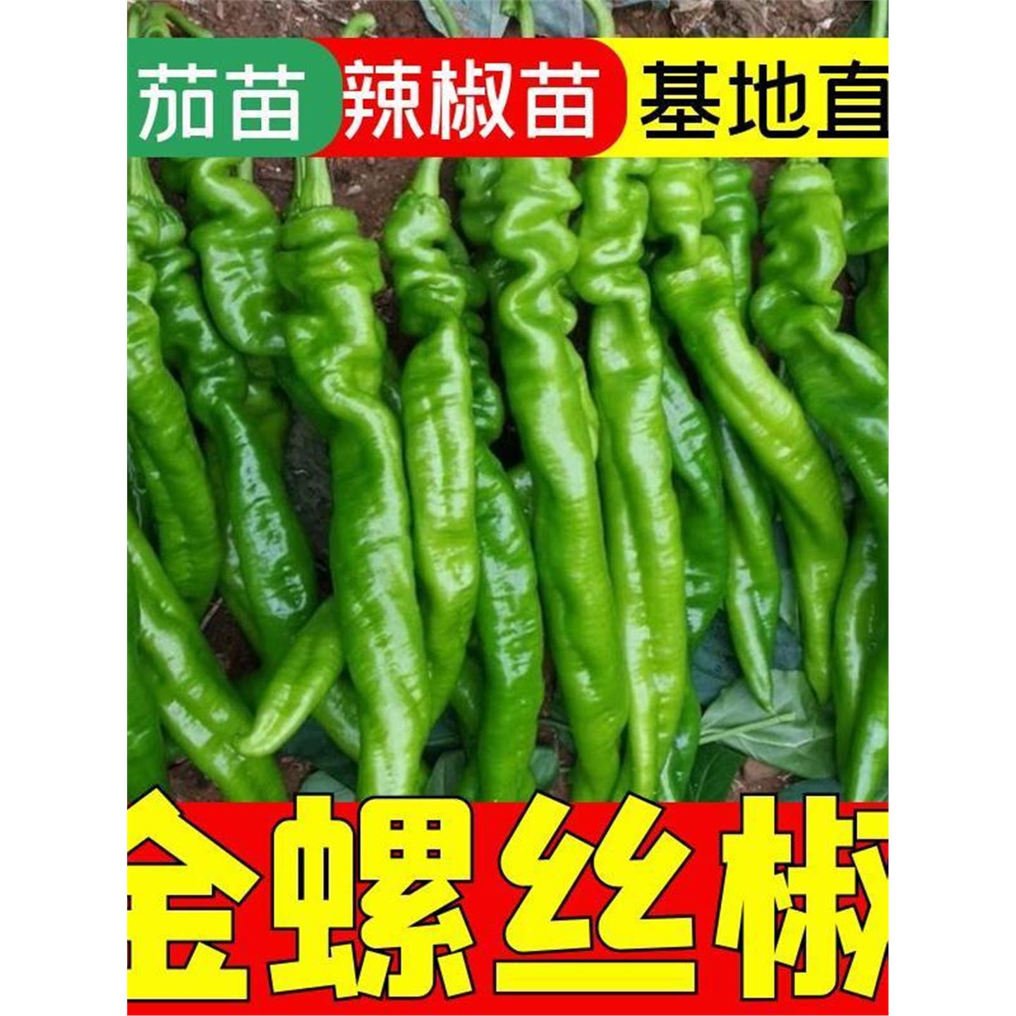 金螺丝辣椒苗子幼高产四季