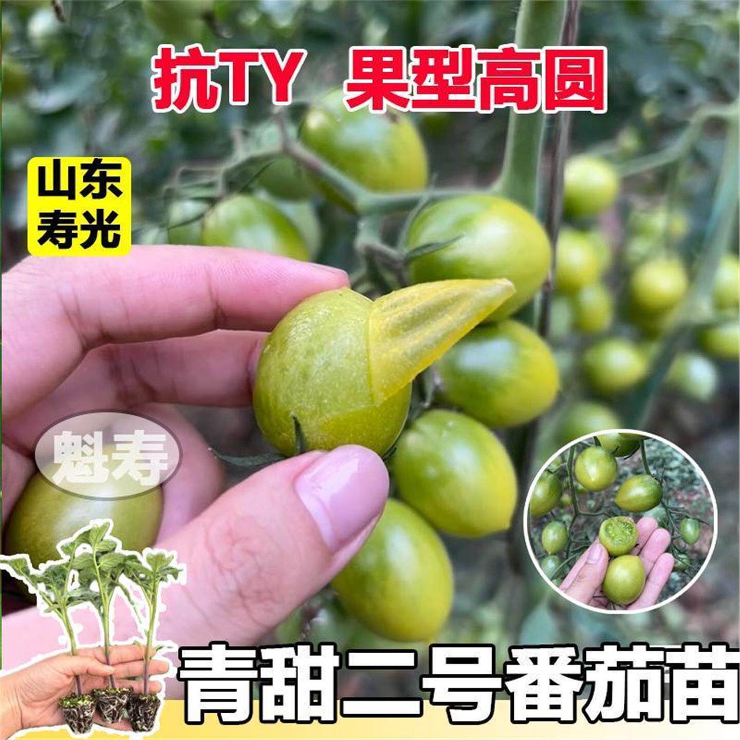 青甜小番茄苗秧绿宝石种南