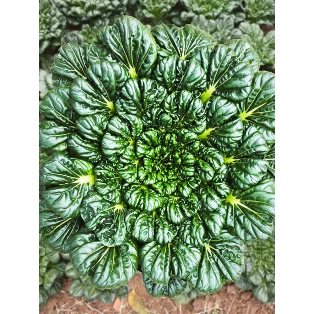 冬天乌塌菜种子黄心秋季可