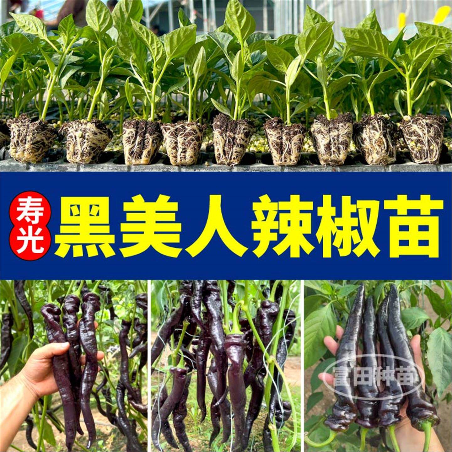 香辣黑美人椒苗秧寿光高产