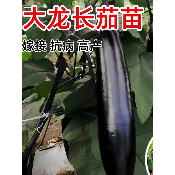 嫁接大龙长茄苗黑紫色子秧