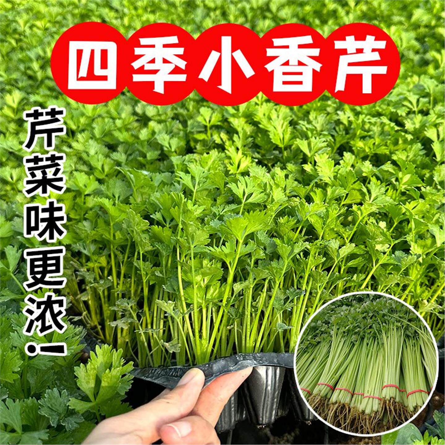 四季小香芹苗秧速生寿光蔬