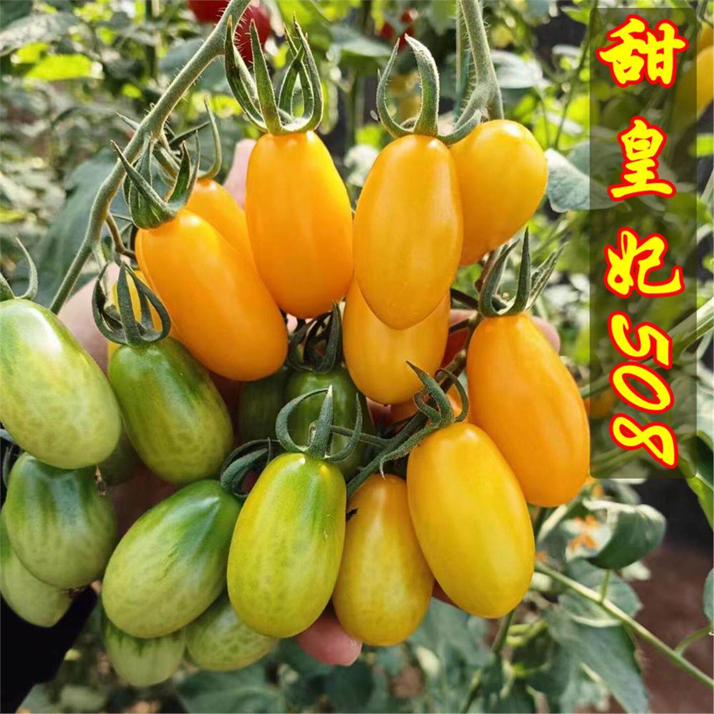 甜皇妃508圣女果番茄超樱
