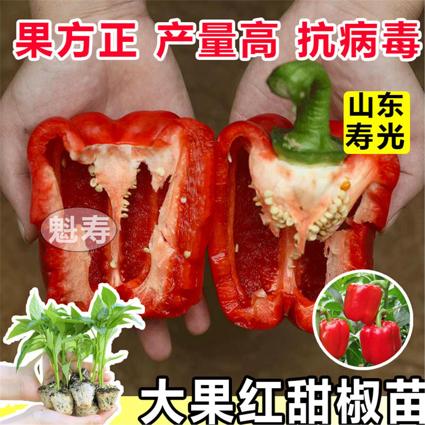红甜椒辣苗子种秧彩菜蔬四