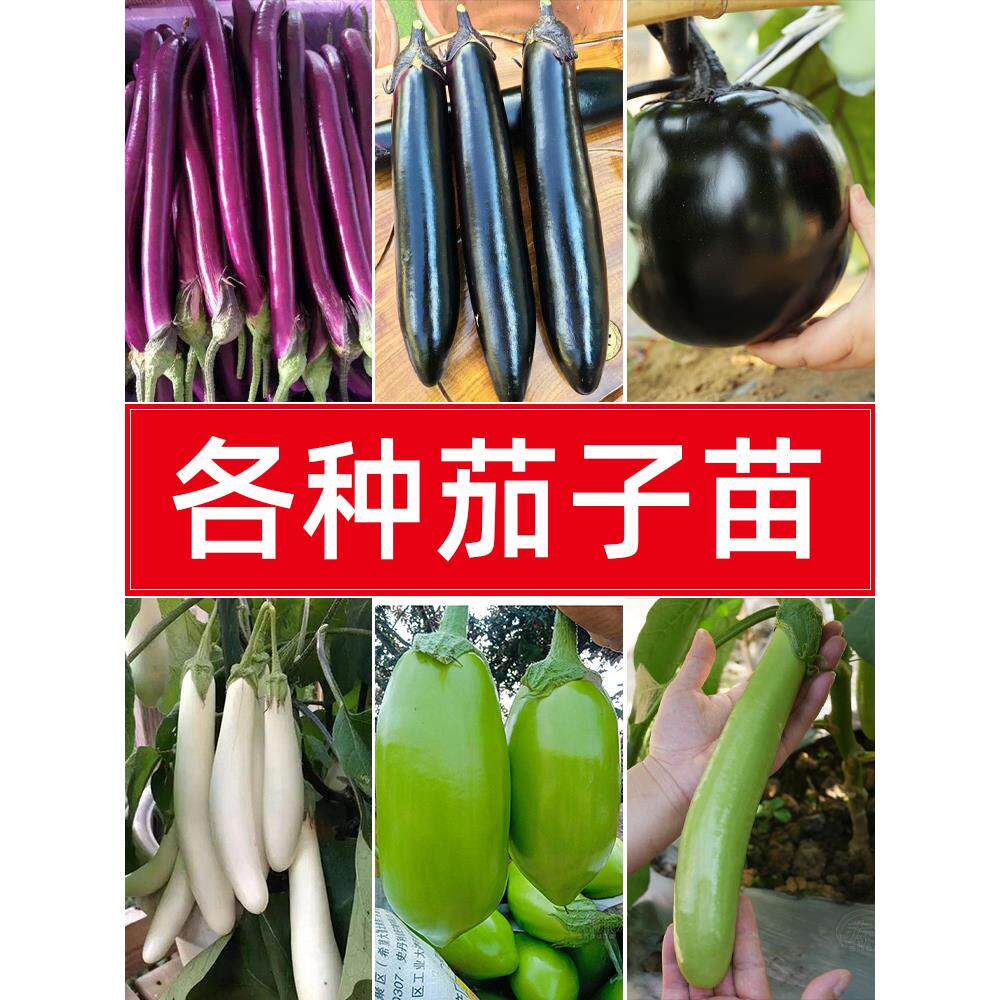 杭茄一号长种子苗秧菜大全