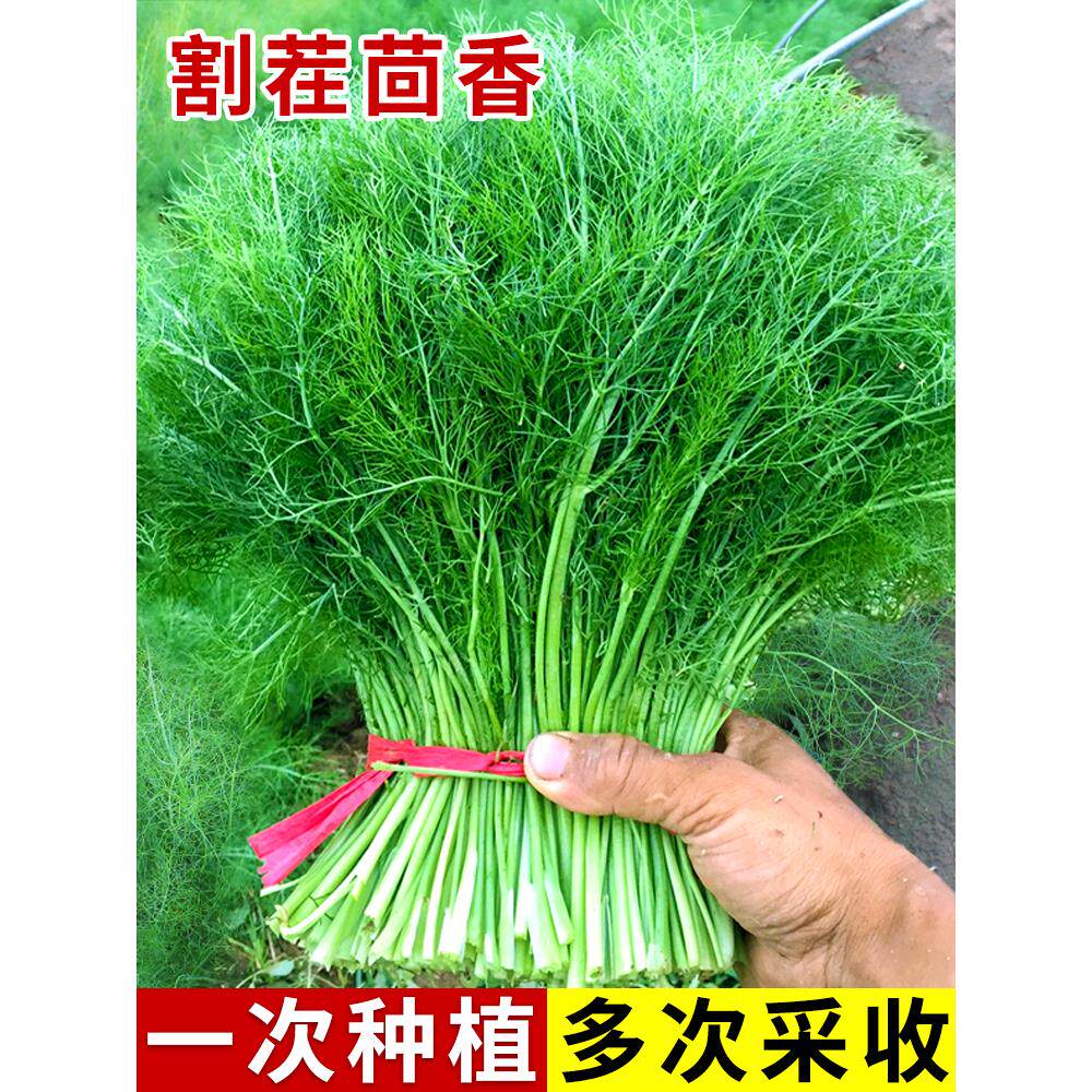 割茬小茴香种子苗回香盆栽种籽南方四季蔬菜孑菜种大全菜籽春菜苗