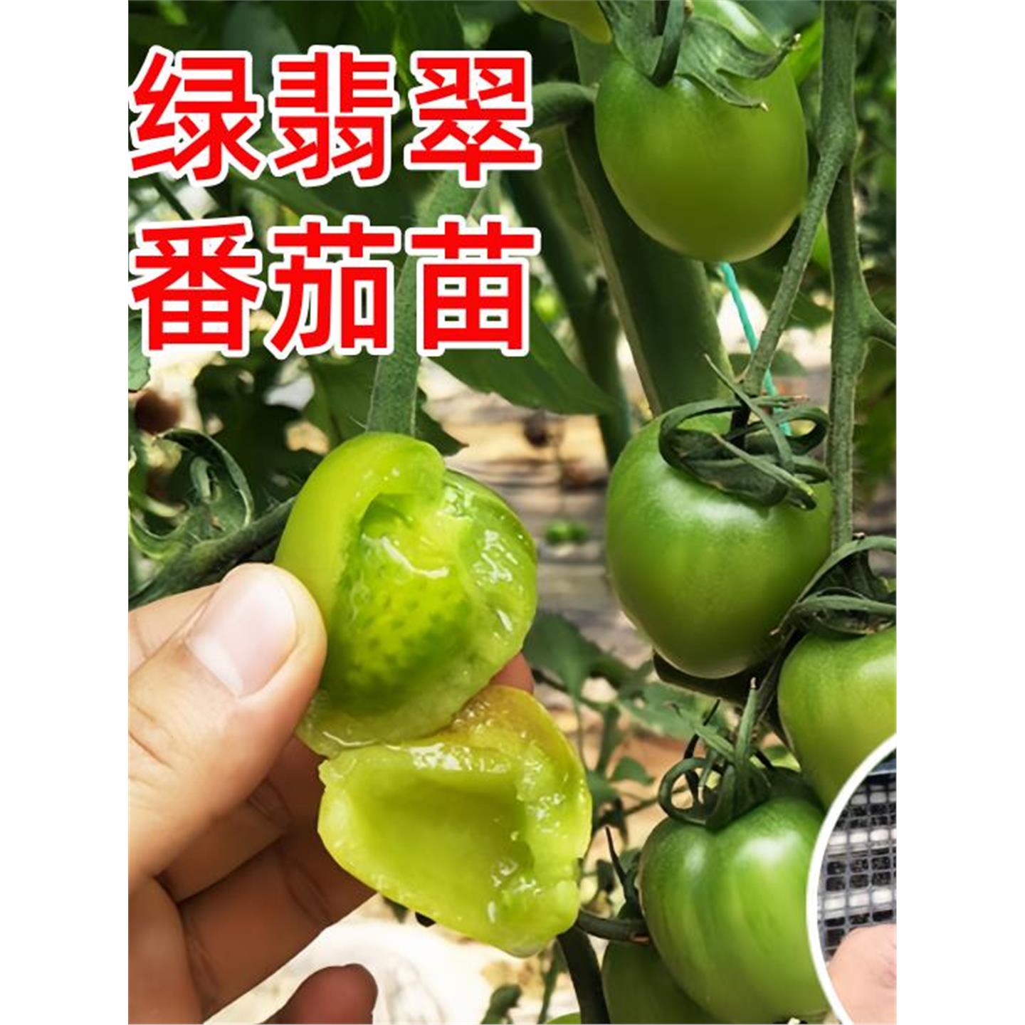 绿翡翠小番茄苗秧青口蜜千