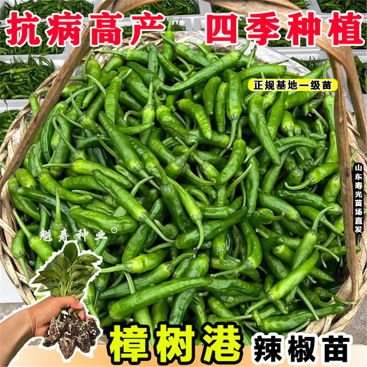 寿光樟树港辣椒苗秧正宗湖