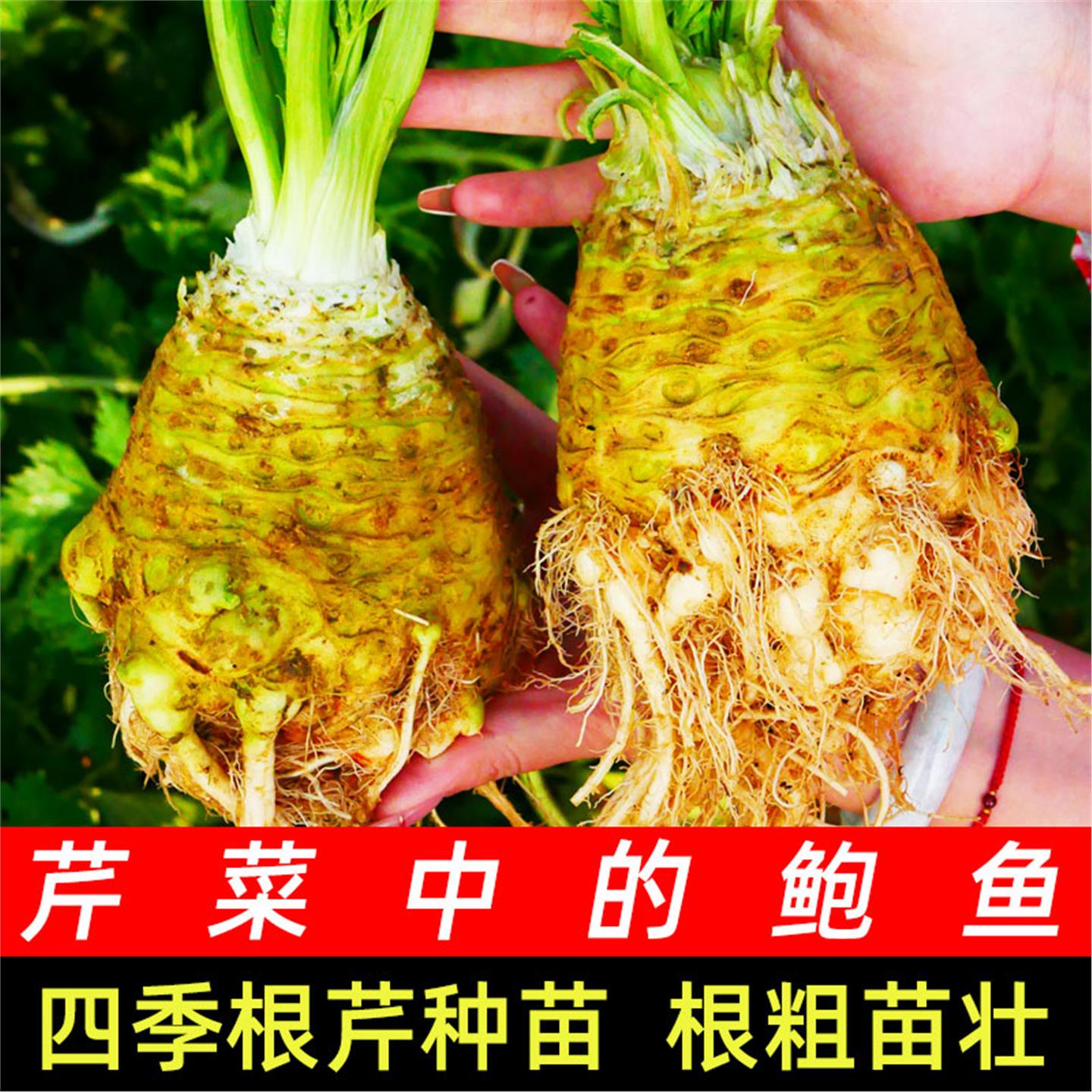 地中海根芹头苗四季秧种子