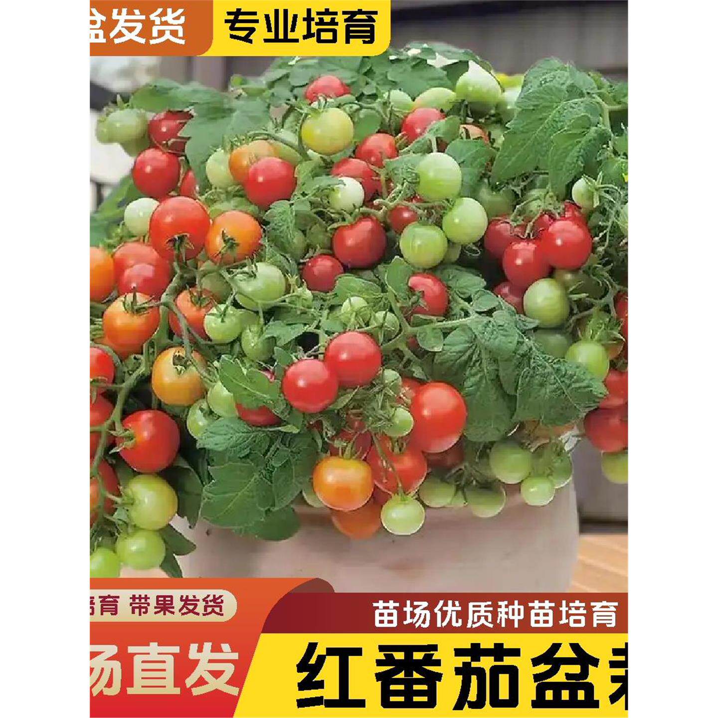 【带盆花苞】红黄黑矮生番