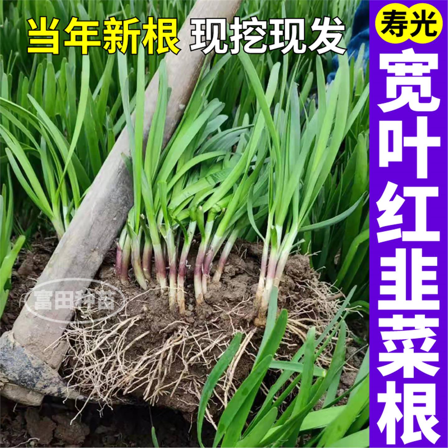 正宗韭菜根红新鲜香苗大叶