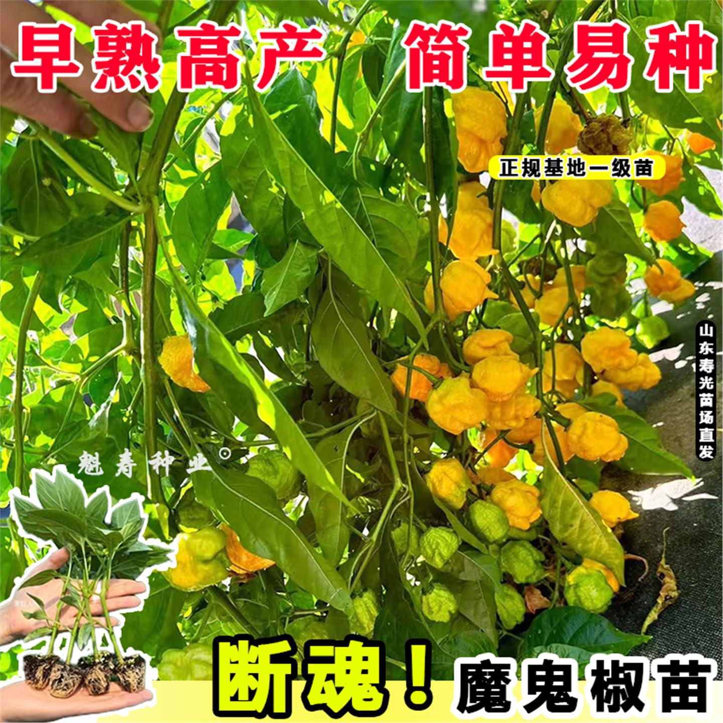 巨辣变态断魂椒魔鬼秧苗爆