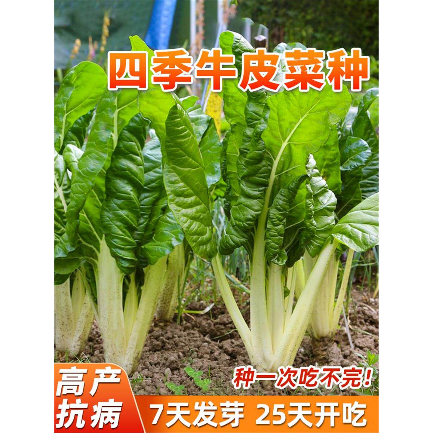 四川牛皮菜种子季可大叶厚