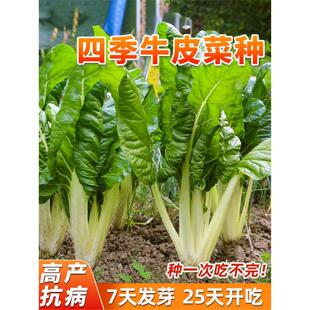 四川牛皮菜种子四季可种大叶厚皮根达菜高产庭院南方甜菜蔬菜种籽