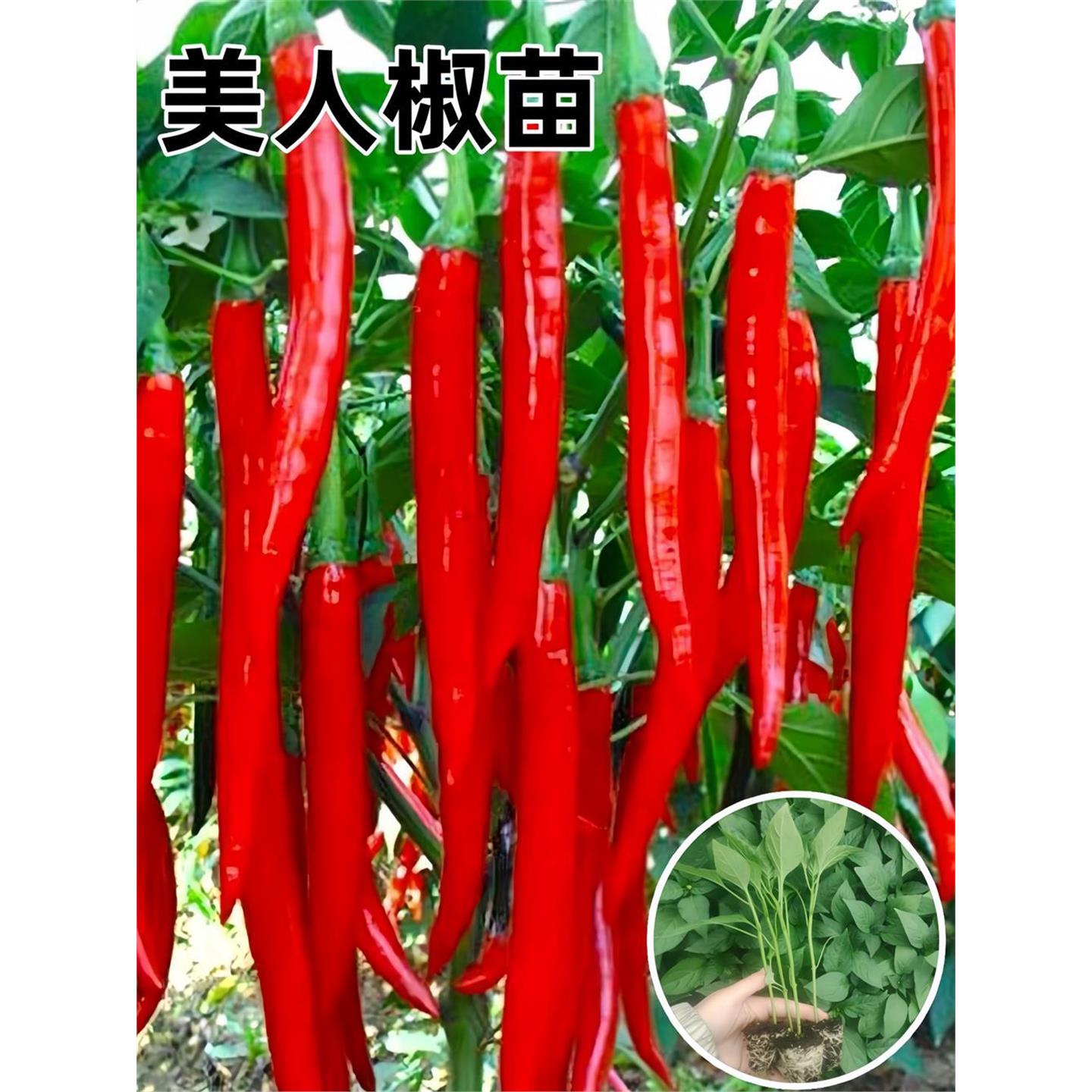 正宗美人椒苗辣秧山东寿光