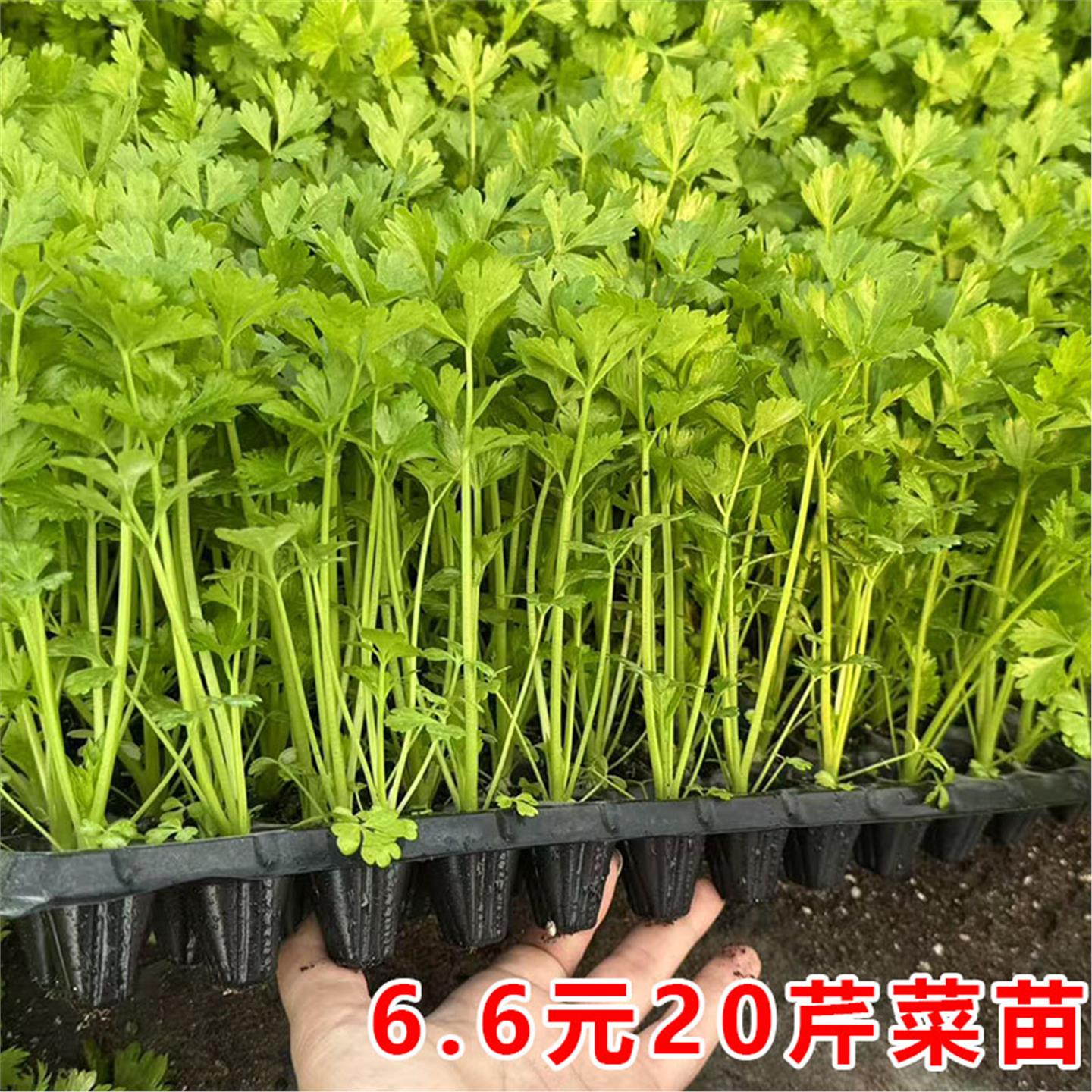 芹菜苗带土四季西种子高产