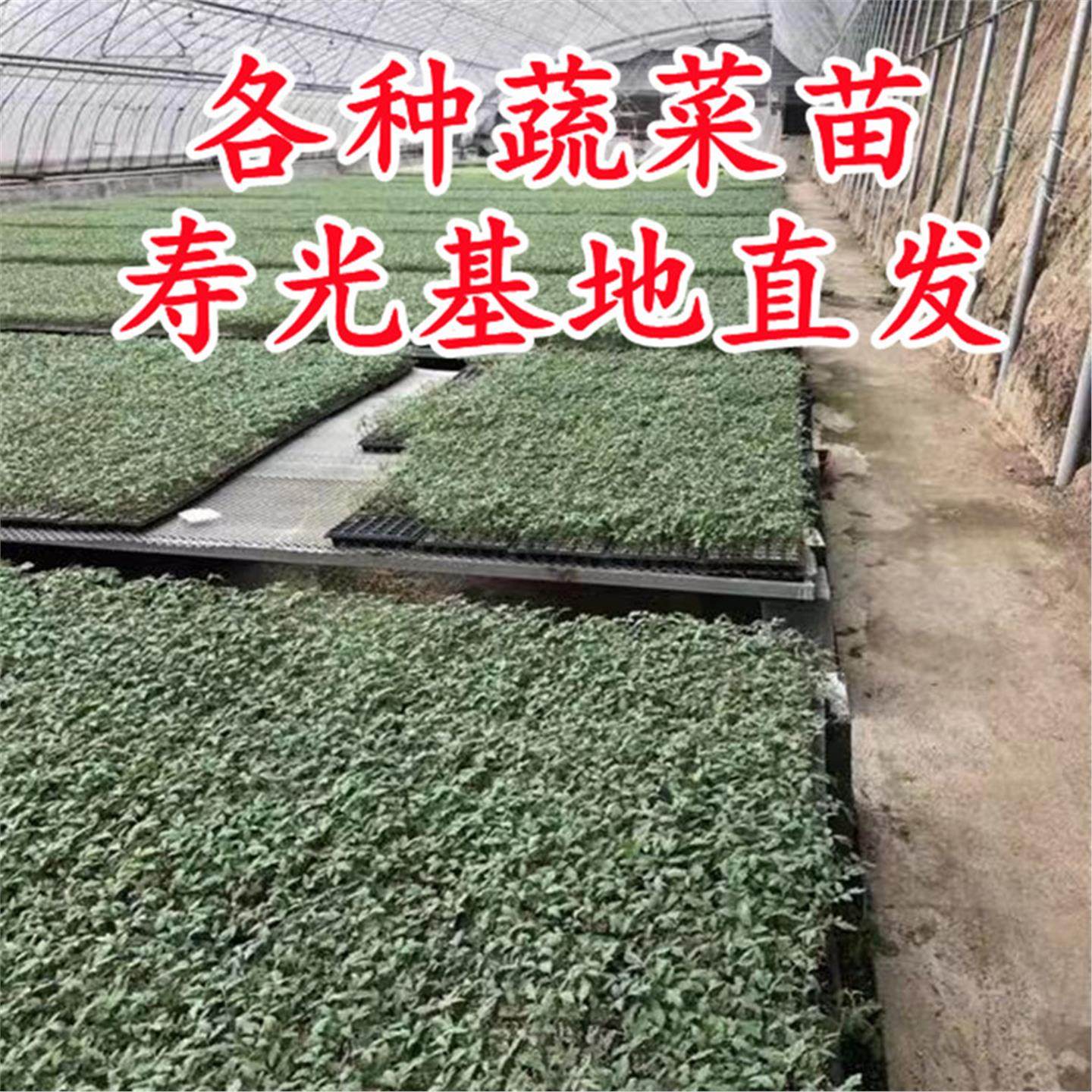 西红柿苗樱桃番茄辣椒种嫁