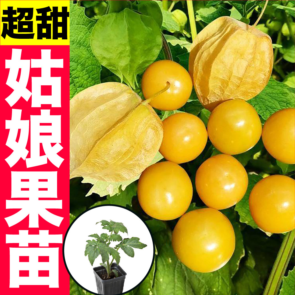 超甜大果金黄红洋姑娘苗秧