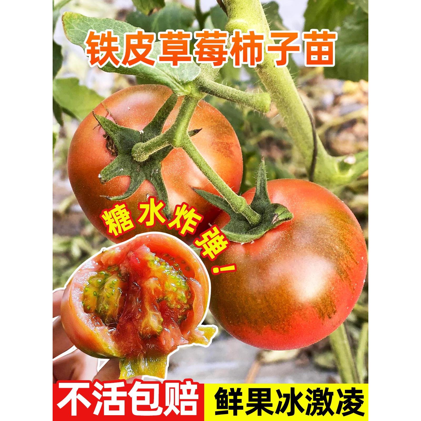 铁皮草莓西红柿苗秧水果秋