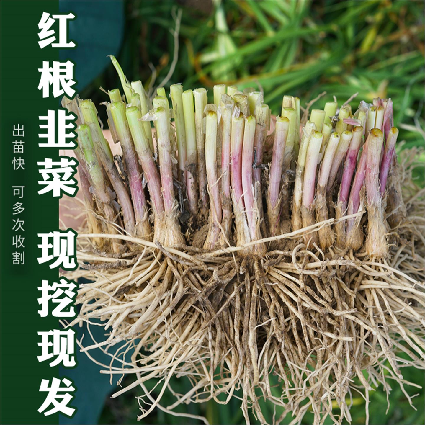 【面包君专属】寿光韭菜根