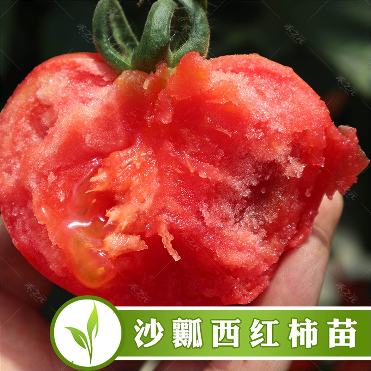 大番茄苗毛粉蔬菜西红柿盆