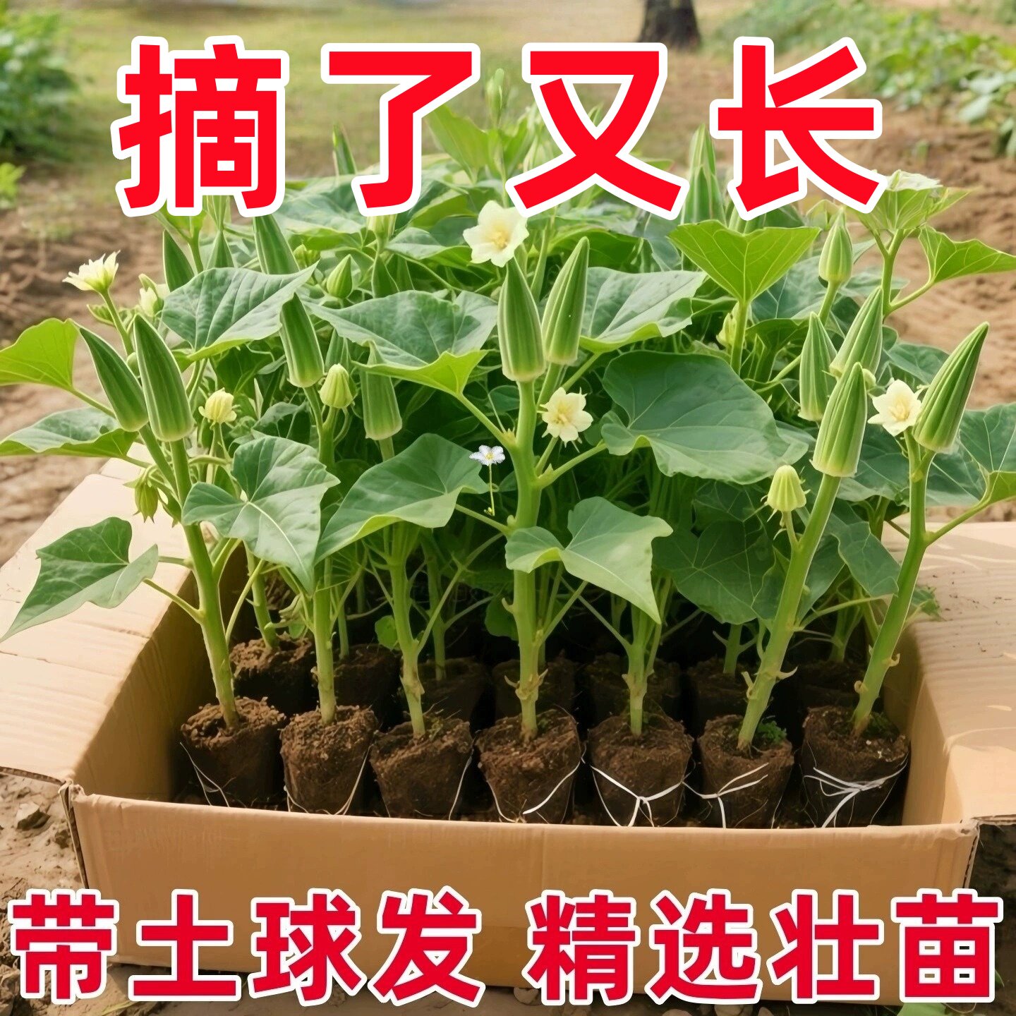 水果秋葵苗大带土老品种各