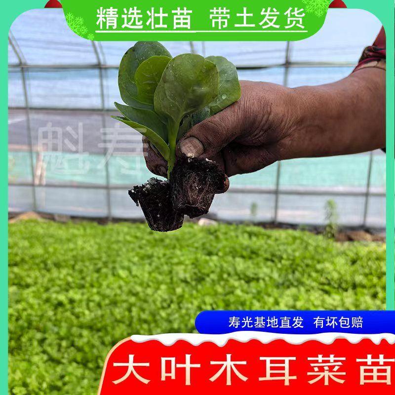 特大圆叶木耳菜种子秧苗四季春秋盆栽阳台食用豆腐菜种籽蔬菜苗