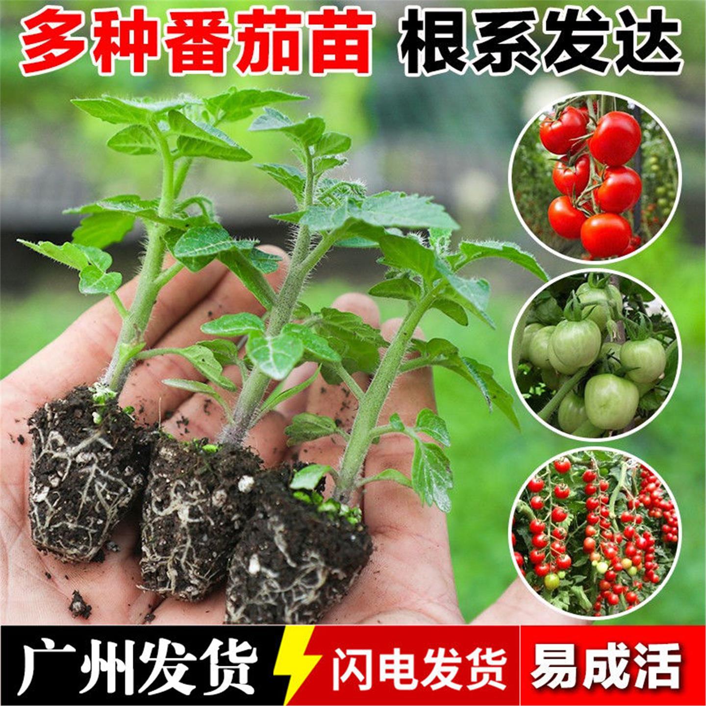 广东西红柿苗大番茄秧千禧
