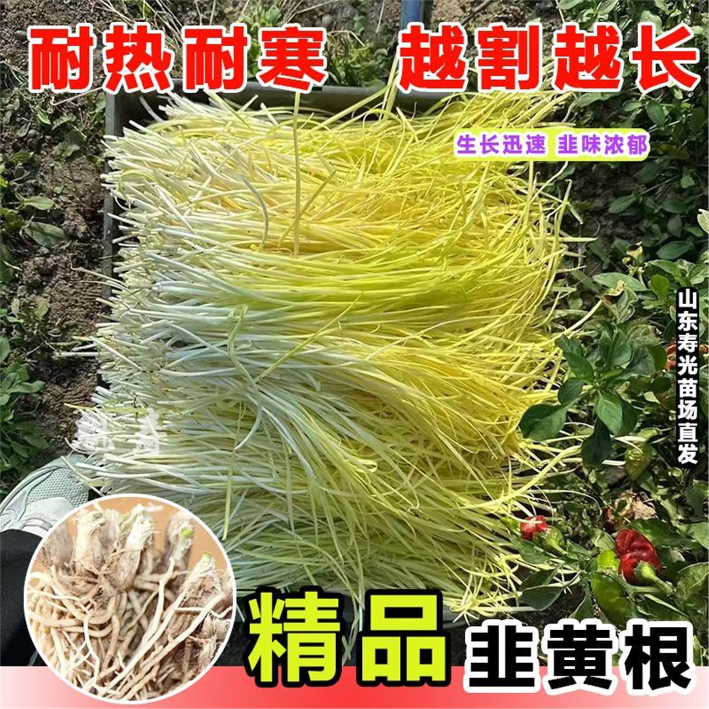 韭黄根寿光红菜四季新鲜蔬