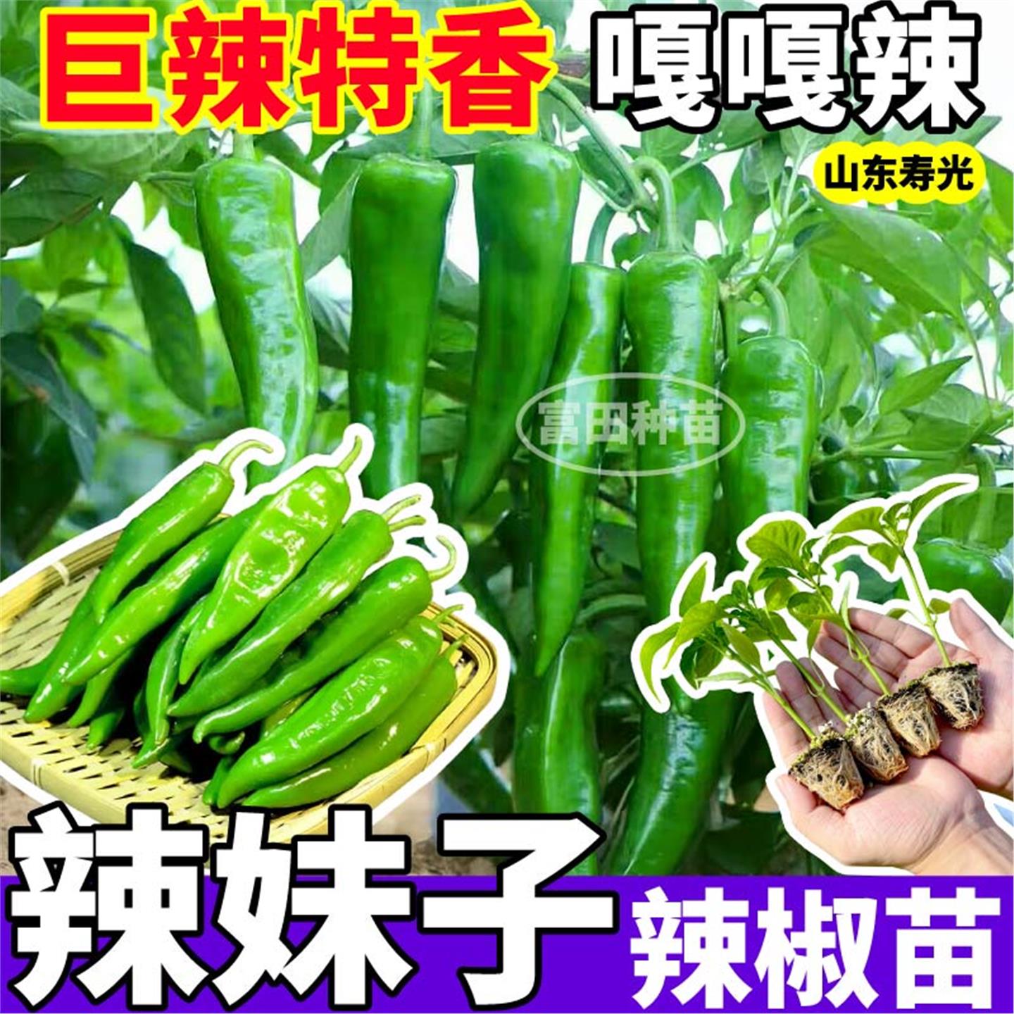 寿光巨辣特香妹子苗秧带土