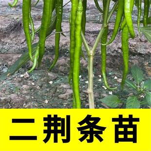 辣椒苗子二荆条尖椒种苗菜秧湖南本地樟树港四季蔬菜孑苗秧种正宗