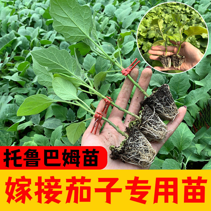 托鲁巴姆砧木种子苗茄嫁接