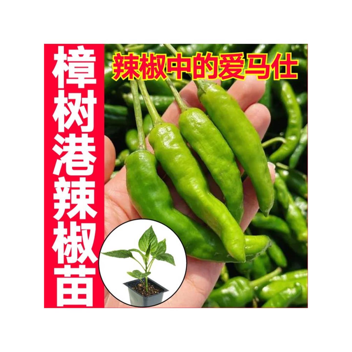 樟树港辣椒秧苗穴盘育抗病