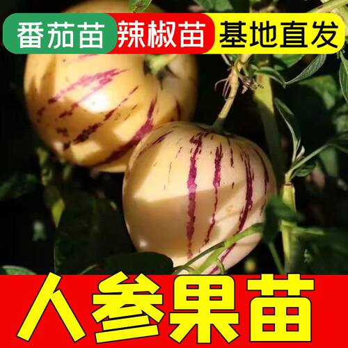 正宗人参果苗子四季盆栽高产