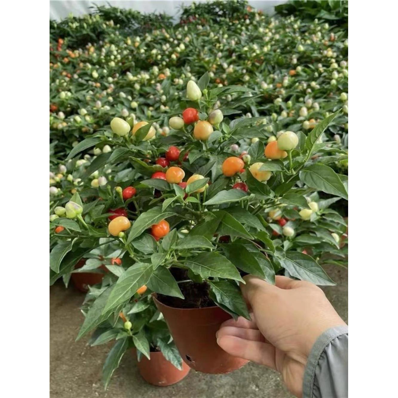 香辣五彩泡椒秧苗带土球盆