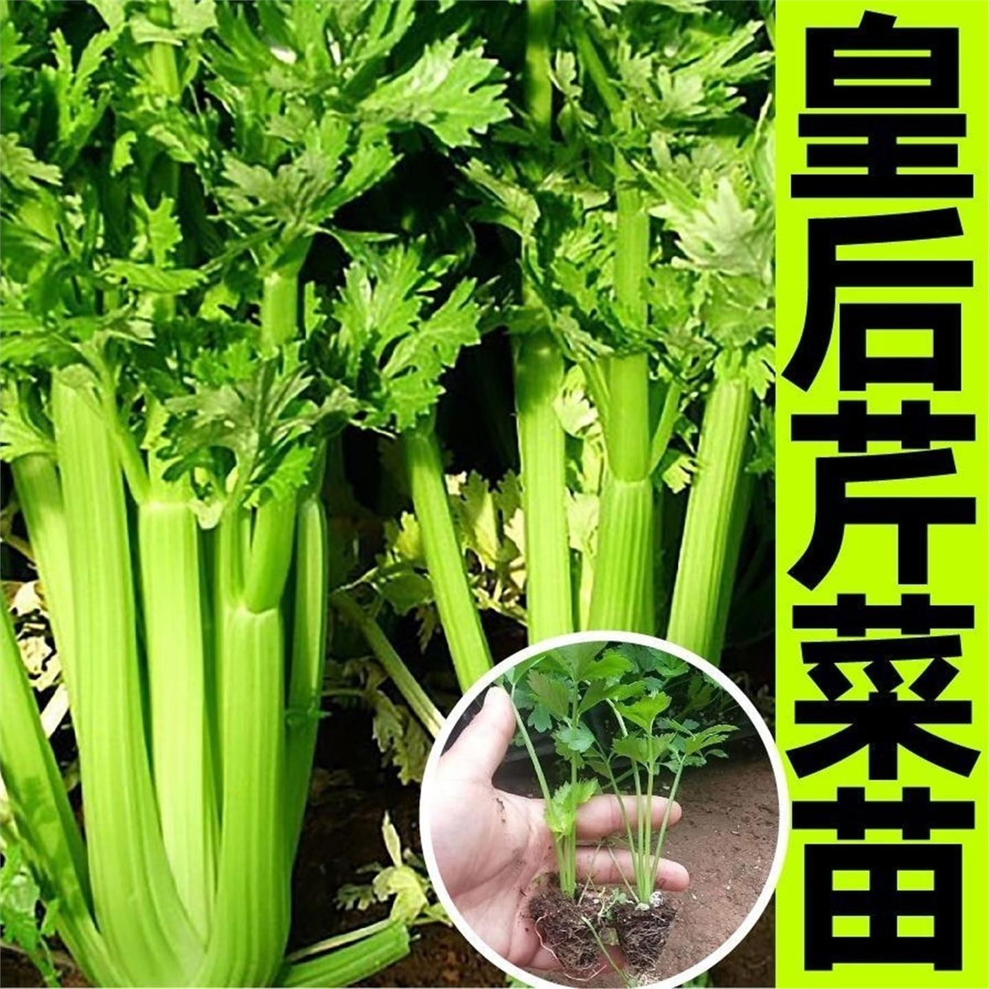皇后芹菜苗新鲜易成活西四