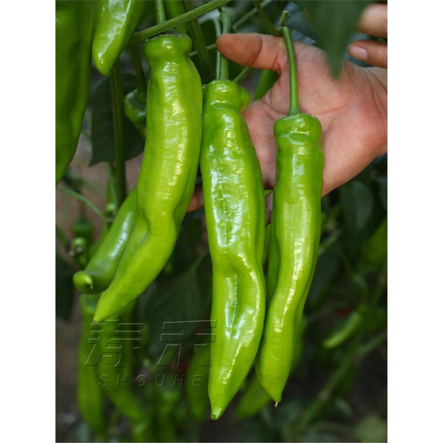 尖椒种子辣椒苗超辣高产秧苗菜四季种植食用蔬菜子孑籽种盆栽种籽