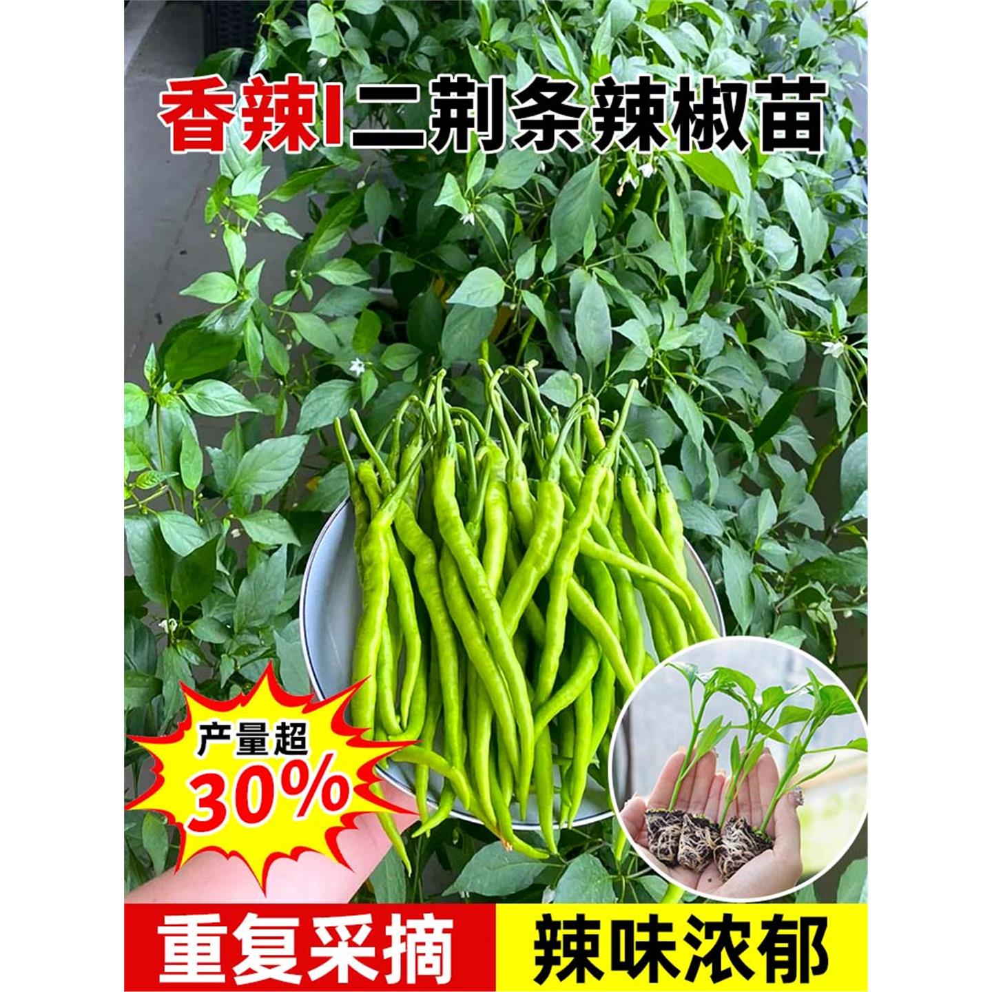 山东寿光香辣二荆条椒秧苗