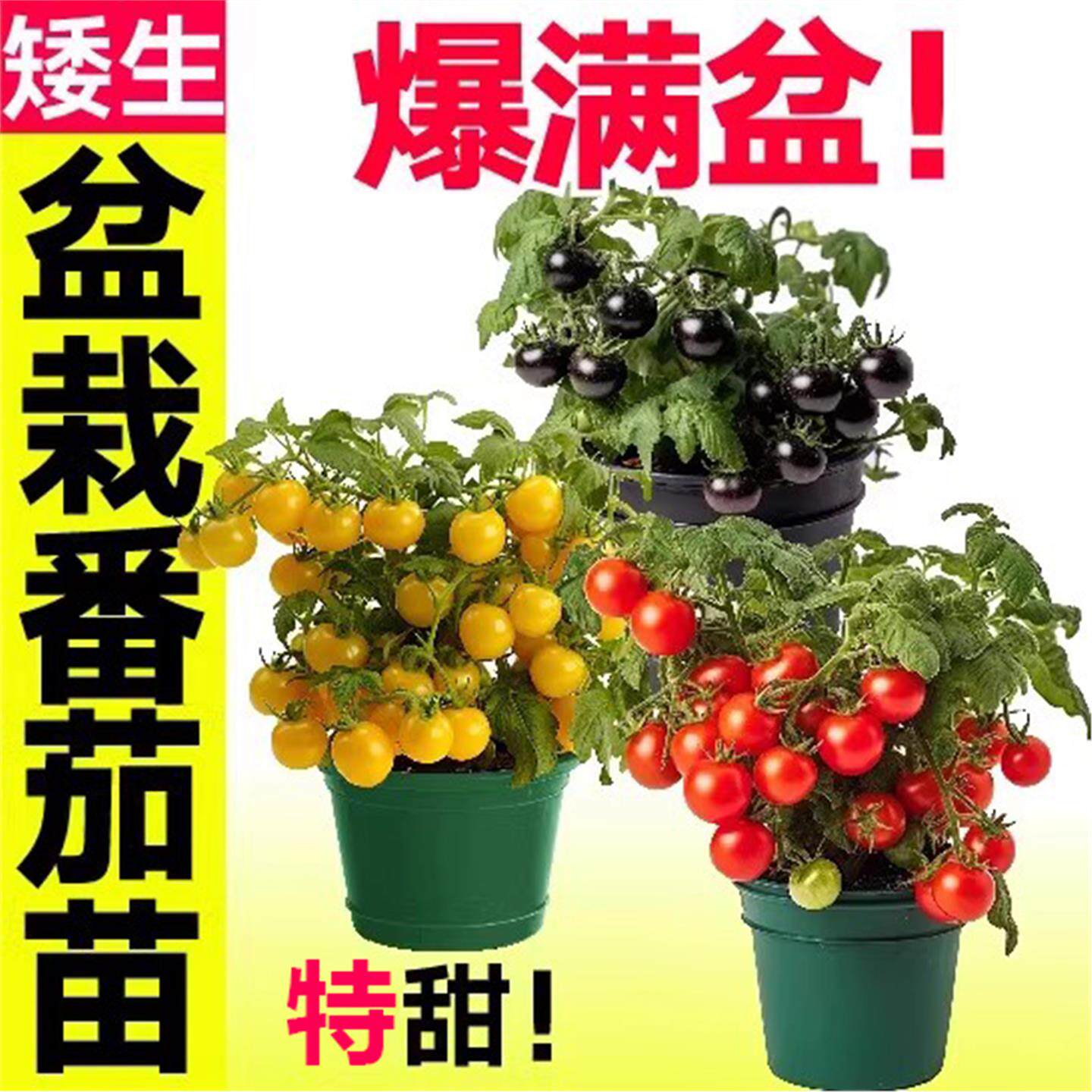矮生红黄黑樱桃小番茄秧苗