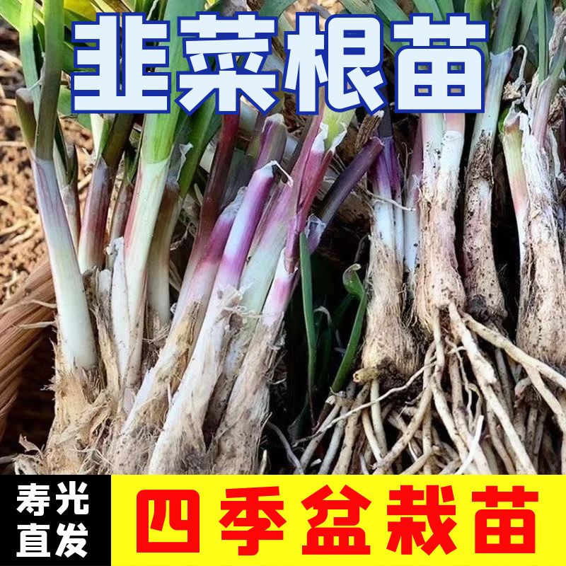 韭菜根苗子韭菜根秧苗四季蔬菜苗