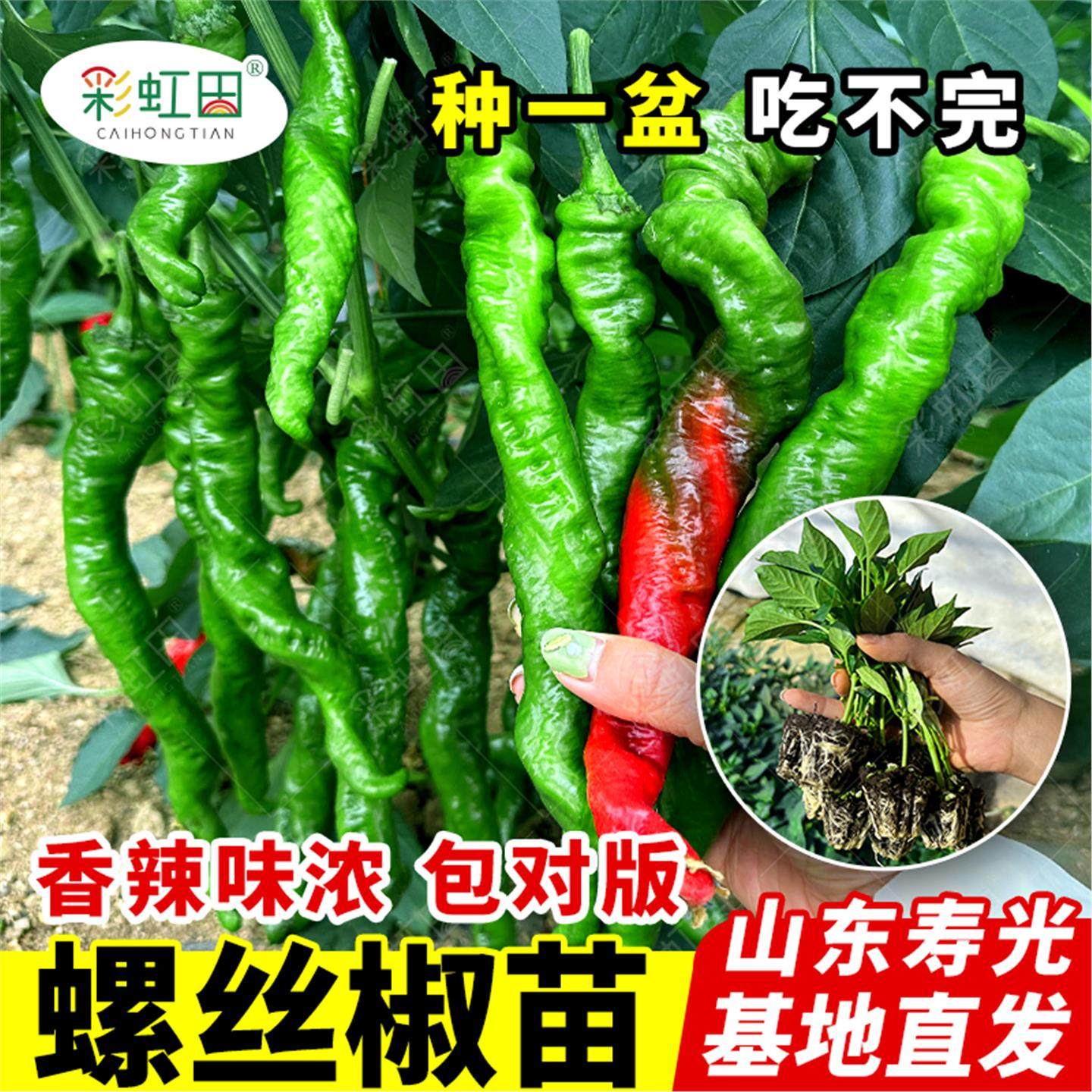 香辣螺丝椒种子高产大果青