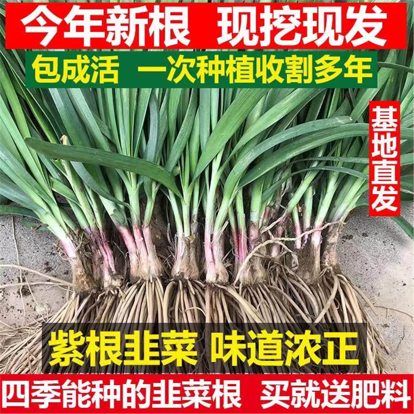 紫根韭菜粗跟宽叶现挖四季