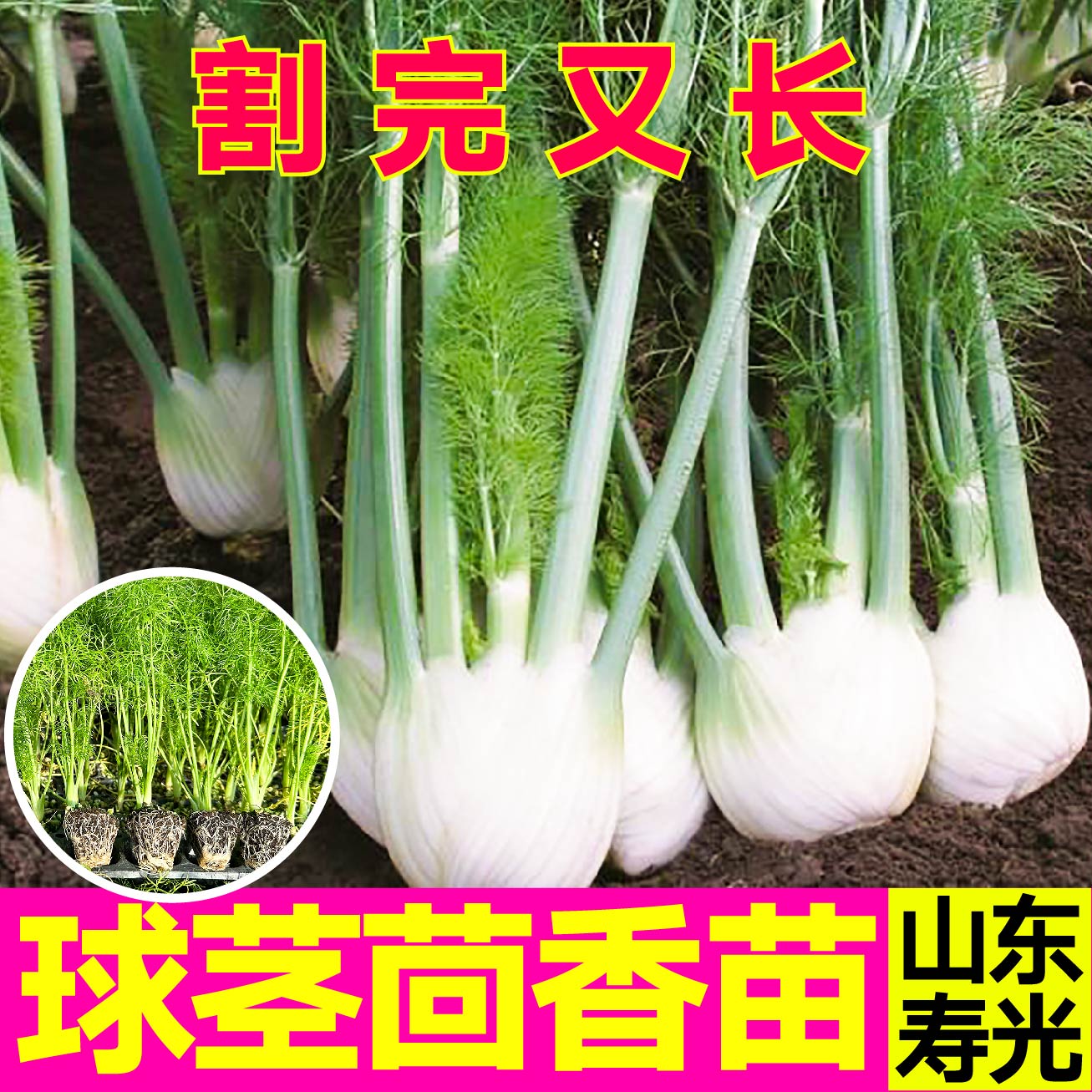 寿光球茎茴香苗秧种子割茬